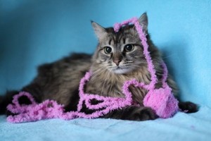 Москва и МО Котик Семен в заботливые ручки - Копия 4.JPG