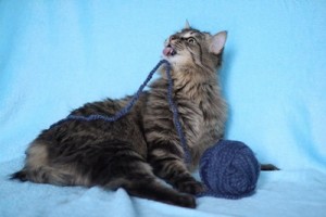 Москва и МО Котик Семен в заботливые ручки - Копия 5.JPG