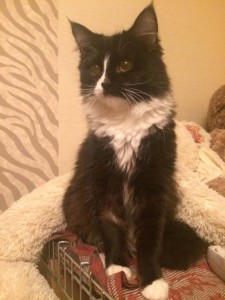 Красавчик котик Нафаня в добрые руки  - DLDC9L_m7VY.jpg