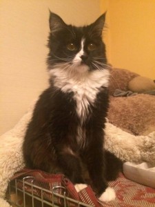 Красавчик котик Нафаня в добрые руки  - RA5E49FHuco.jpg