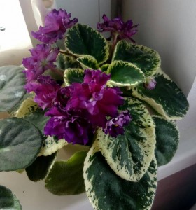 Отдам листики фиалок м. Бибирево - IMG_20170409_175950.JPG