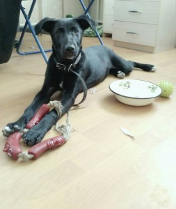 Отдадим Щенульку - SQkdQF6vphI.jpg