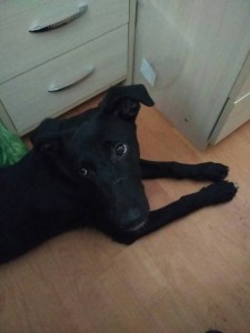 Отдадим Щенульку - MsMAOhcYCqM.jpg