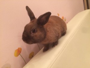 Отдам даром кролика - IMG_1719.JPG