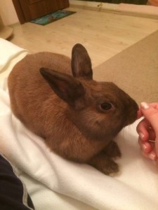 Отдам даром кролика - IMG_1720.JPG