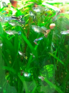 Поделюсь растениями - аквариум5.jpg