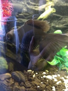 Размер примерно 12-13 см с хвостом. Еще подрастет, меньше года.