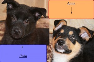 Москва и МО Щенки Арни и Леви ищут дом  - 1.jpg