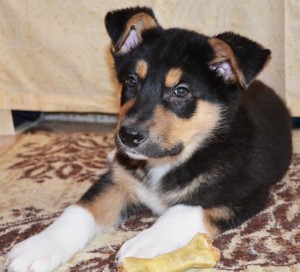 Москва и МО Щенки Арни и Леви ищут дом  - 3.jpg