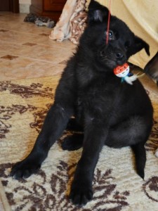 Москва и МО Щенки Арни и Леви ищут дом  - 4.jpg