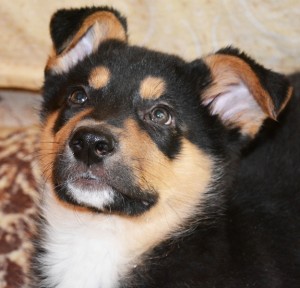 Москва и МО Щенки Арни и Леви ищут дом  - 5.jpg