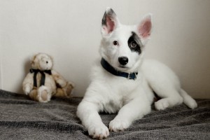 Москва и МО Щенок Ирма ищет дом  - 1.JPG