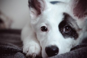 Москва и МО Щенок Ирма ищет дом  - 2.JPG