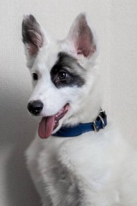 Москва и МО Щенок Ирма ищет дом  - 3.JPG