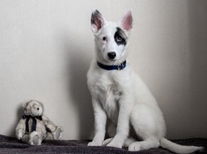 Москва и МО Щенок Ирма ищет дом  - 4.JPG