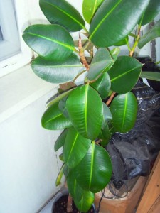 Отдам фикус, самовывоз Теплый стан - SDC11844.JPG