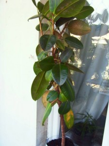 Отдам фикус, самовывоз Теплый стан - SDC11843.JPG