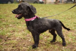 малышонок-потеряшка Фунтик ищет дом, 24см позитива - фунт.jpg