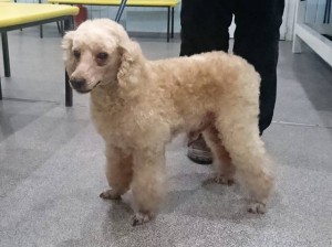 Пудели ищут новый дом - 14852848_m.jpg