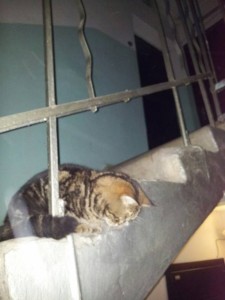 кошка под кодовым именем Буся в дар - cTsqSw5Jcj8.jpg