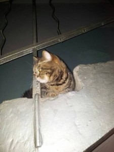 кошка под кодовым именем Буся в дар - D9P7DLrbG6Y.jpg