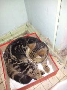 кошка под кодовым именем Буся в дар - ggfV_nR4TEo.jpg