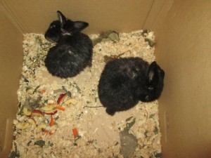 ОТДАНО  - IMG_3173.JPG