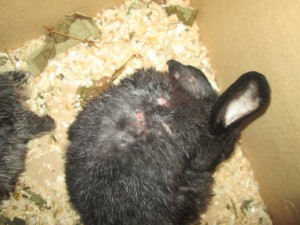 ОТДАНО  - IMG_3174.JPG