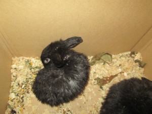 ОТДАНО  - IMG_3175.JPG