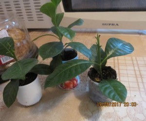 Отдам Гардению - 2017-05-19 17-03-14.JPG