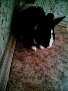 кролик - tmp_15897-IMG_20170520_173052_11159507963.jpg