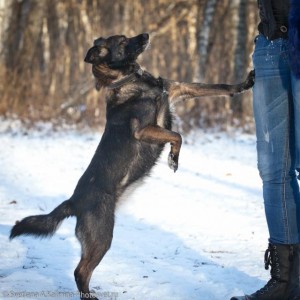 Ласковая миниатюрная Дина в семью - 1921d093382d1ae1c4d2e24fd9539ef8.jpg