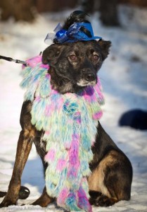 Ласковая миниатюрная Дина в семью - ab9827d3550b7a945bff2dd3f863a179.jpeg