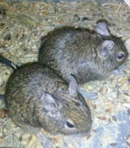 отдам даром дегу - IMG_20170601_142709.jpg