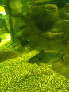 Отдадим больших акульих сомов и паку - IMG_20170601_133255.jpg