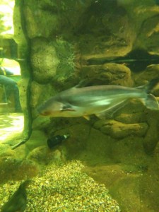 Отдадим больших акульих сомов и паку - IMG_20170601_133240.jpg