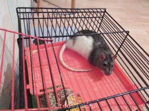 Отдам крысу - TQKk5uVEsYw.jpg