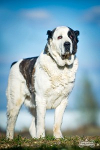 В добрые руки отдаётся среднеазиатская овчарка. - 1.jpg