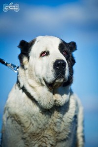 В добрые руки отдаётся среднеазиатская овчарка. - 2.jpg