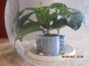 Отдам Гардению - 2017-06-06 10-26-36.JPG