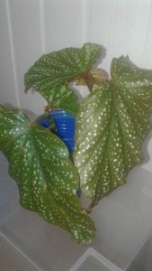 черенки коралловой бегонии ПОДАРЕНО  - 1.jpg