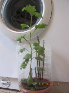 Хризантема - 2017-06-11 09-36-20.JPG