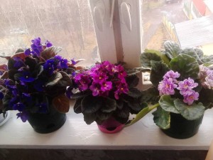 ФИАЛКИ - IMG_20170424_164425.jpg