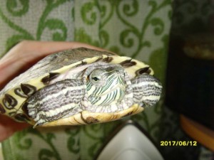 как говорится профиль и анфас...