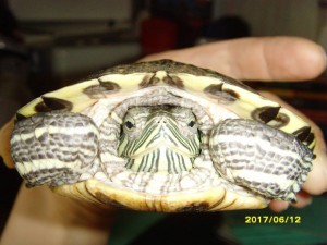 Отдам Шурку в добрые руки. Красноухий черепах. - SNV31130.JPG