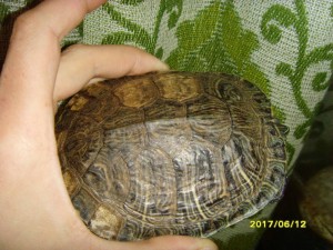 а так же вид сверху и сниза :))