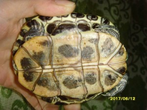 Отдам Шурку в добрые руки. Красноухий черепах. - SNV31126.JPG