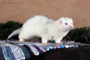 Ищет дом самочка хорька за символическую плату - IMG_9021 копия.jpg