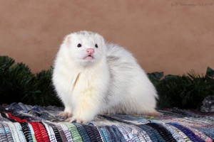 Ищет дом самочка хорька за символическую плату - IMG_9030 копия.jpg