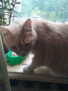 В добрые руки кот - IMG_20170609_194412.jpg